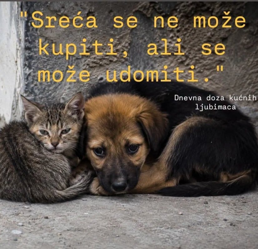 Bluerose359's tweet photo. Ne kupuj! Udomi, spasi! 🐾❤️ https://t.co/MEPqwAZxt8