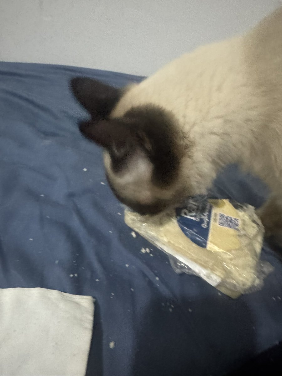 lasuliss's tweet photo. Eu fico >1 HORA FORA< e a desgraça do meu gato pega o queijo que eu comprei da sacola leva pra minha cama e come inteiro mds eu vou cometer UM CRIME https://t.co/aeOH7UbiIC
