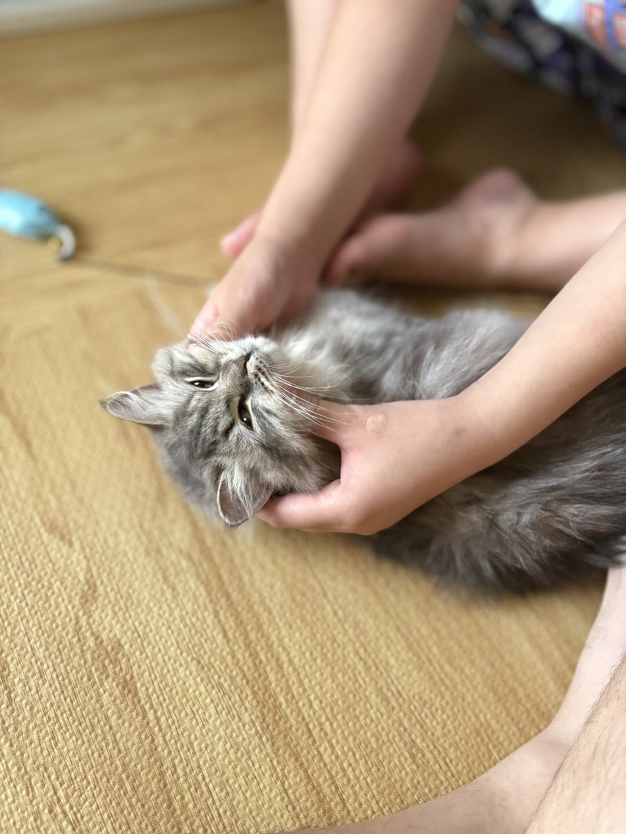 run_vo's tweet photo. ⁡この度ご縁がありまして
一週間前に保護猫さんをお迎えしました
0歳5ヶ月
サイベリアンの女の子

名前は嫁ちゃん命名の"しらたき"

病歴があり飼育放棄された子ですが
とても優しい獣医さんに保護され寛解
今はめちゃくちゃ元気。 https://t.co/A3yfED1Y25