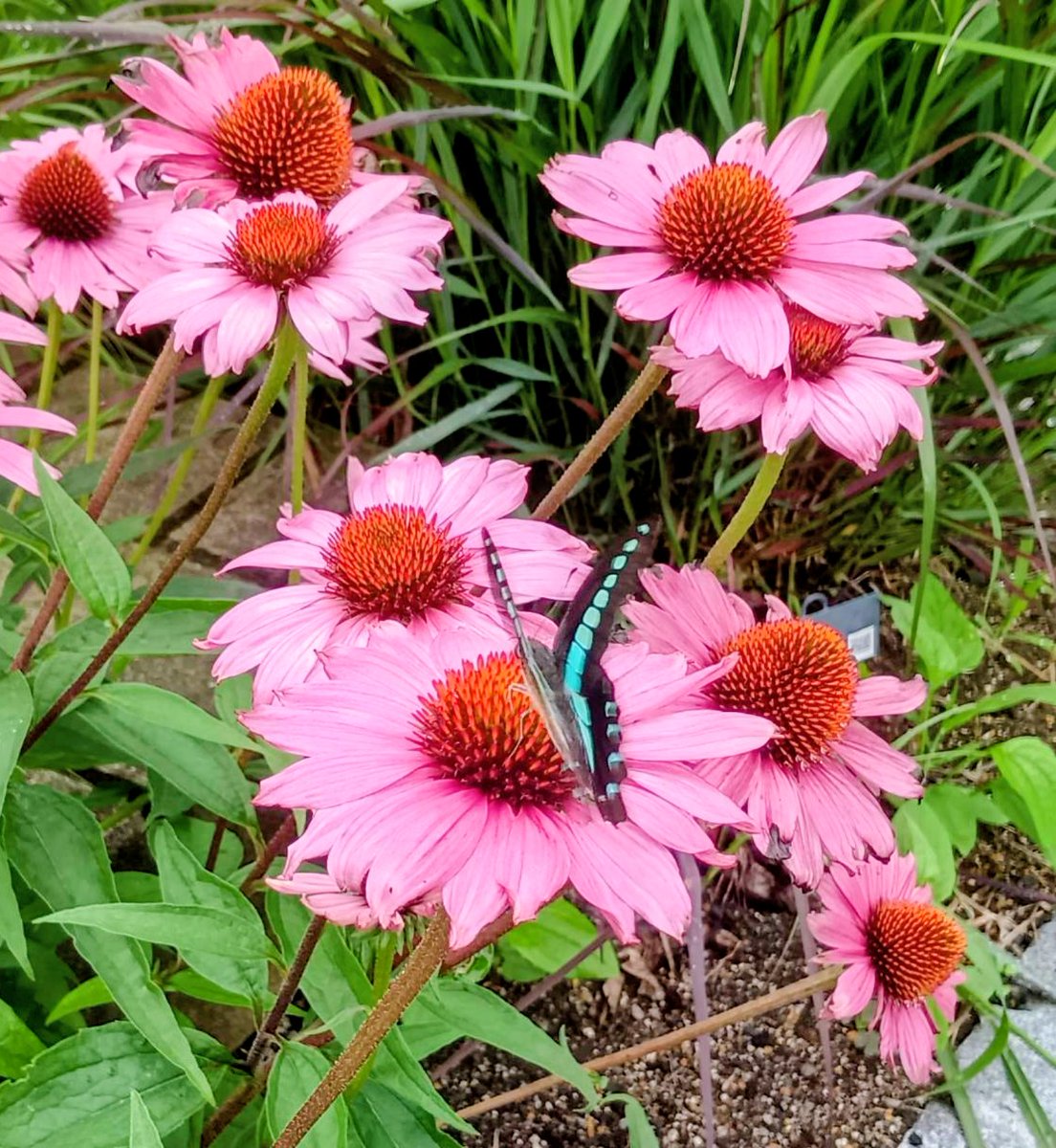 gunei19's tweet photo. 花に蝶 https://t.co/rvoHO6kZRp