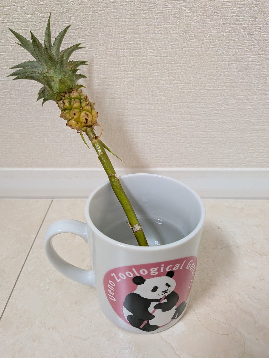 blue__panda's tweet photo. お誕生月に、と某アプリからお花一輪もらいました🌷
向日葵とかカーネーションも選べたんだけど、雨の中傷つけずに持ち帰る自信がなかったし、長持ちするとのことでパイナップル🍍みたいなのをいただきました😊
花瓶がないのでマグカップ💦 https://t.co/5YBwQyQ2ot