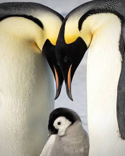 RealPenguin01's tweet photo. Dad Said here’s a fun fact about me 🐧

Emperor penguin families like mine are small because moms lay just one egg per season (scientists call that a clutch size of one) and both parents raise that single chick

Dad said that. 

Dad said that’s why I get all the attention and food.