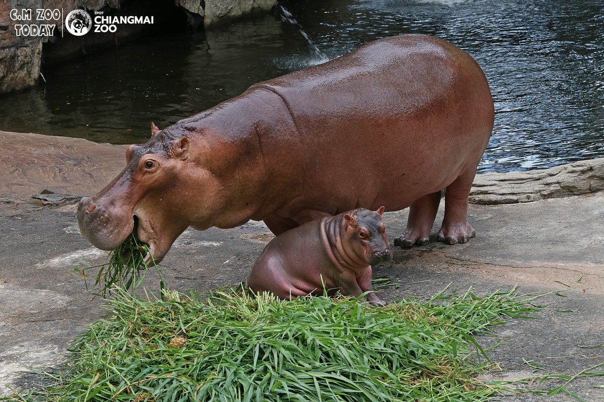 Chiangmai_Zoo's tweet photo. ตัวติดแม่สุดๆ แม่กินข้าวหนูก็จะนั่งรอ 💕🦛 #ส้มป่อยเจ้า #Sompoi #ฮิปโป #สวนสัตว์เชียงใหม่ #Chiangmaizoo https://t.co/ZGpig4ahu3