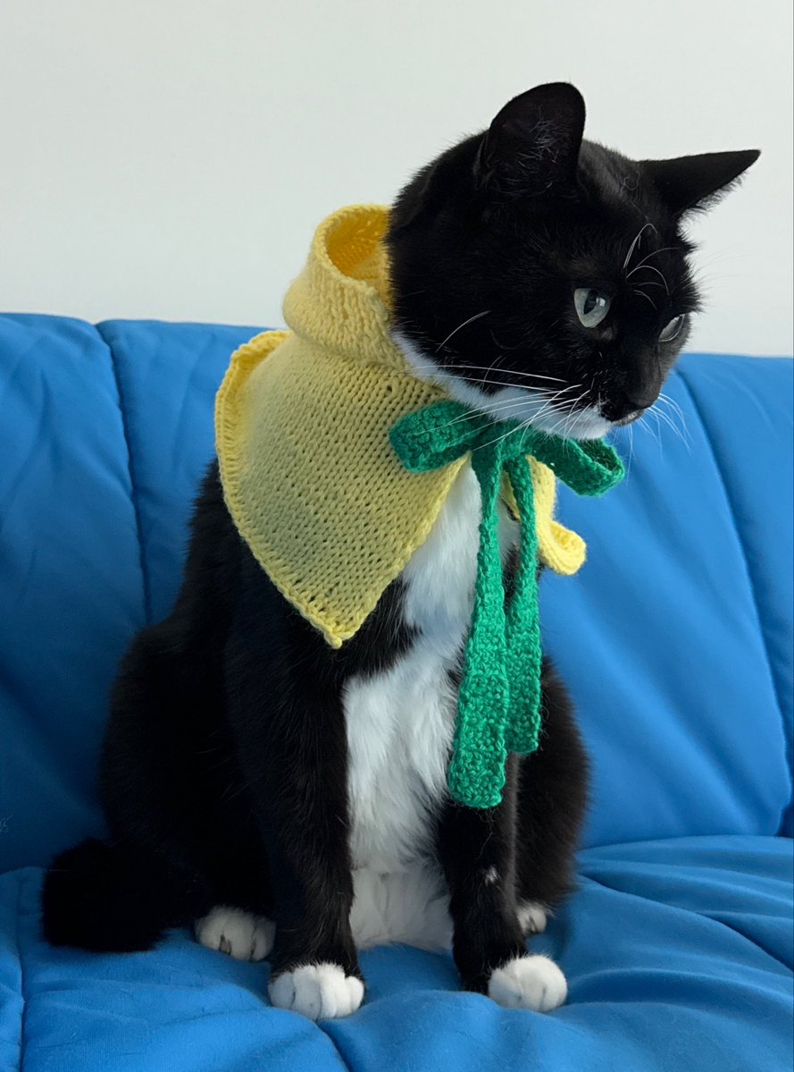 ollyonecat's tweet photo. 🍋🐈‍⬛💛💙
레몬소년 올리! https://t.co/ofPEK7q2WC