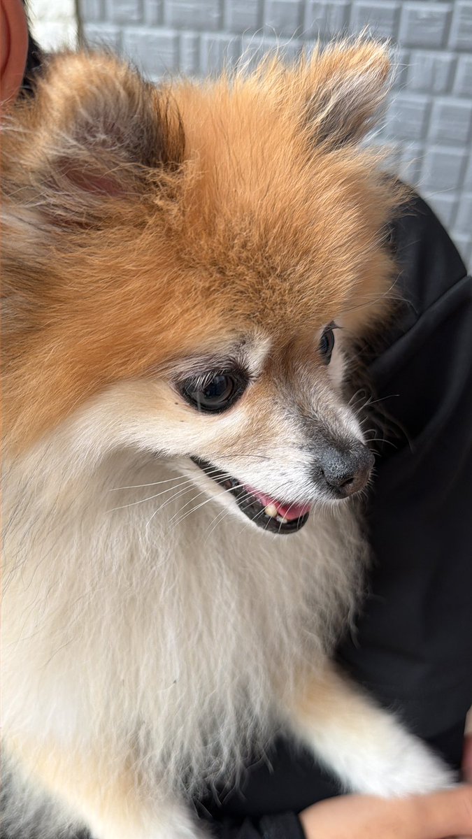 kuru_maneko's tweet photo. 犬が道路の真ん中で爆走していたので
保護したのですが。
飼い主の方居ませんか？
凄く人懐っこいです。
#常総市
#犬迷子
#迷子犬
#犬
#迷子
#脱走犬 https://t.co/BEbh6yHuPE