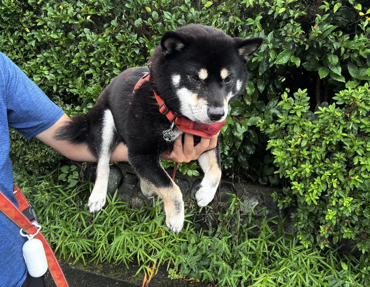 これは「犬の散歩」なのだろうか…