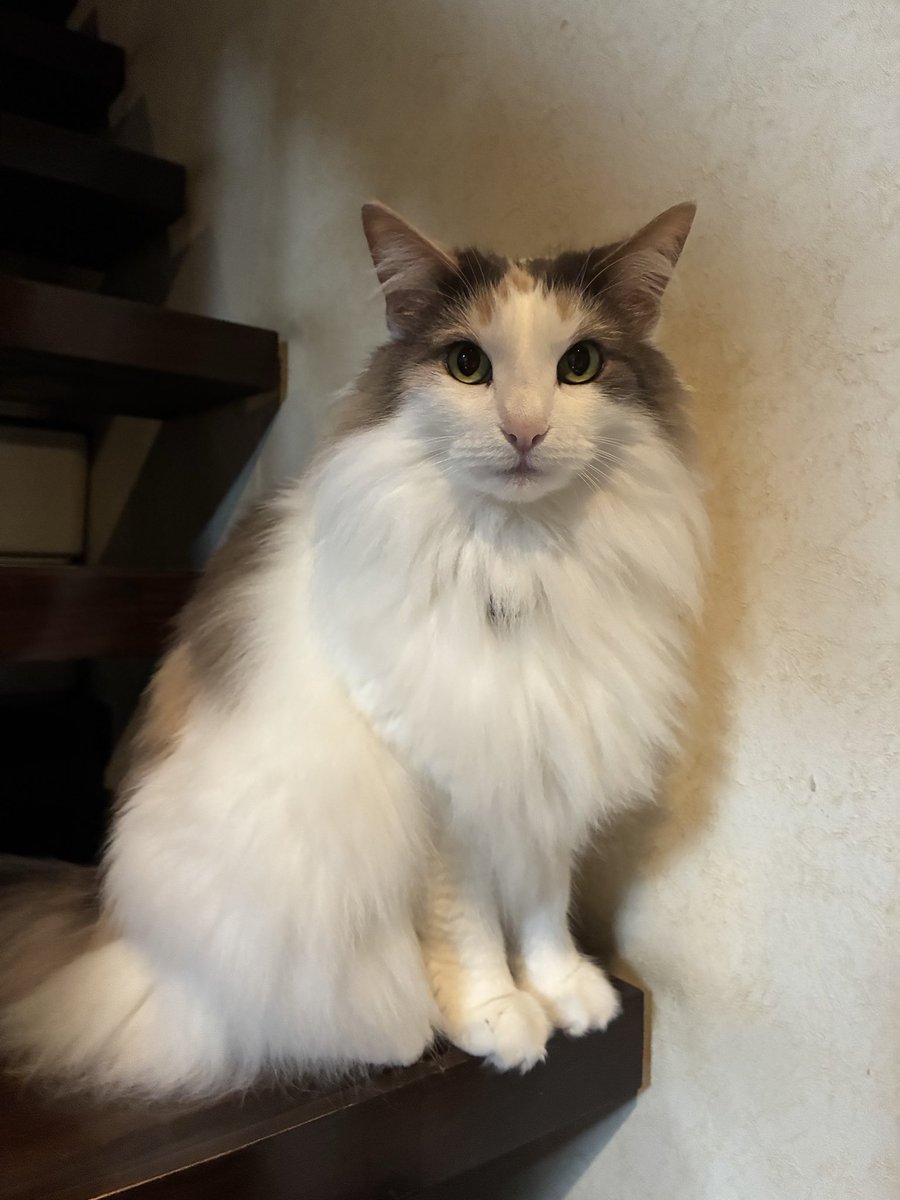 cashmere_1115's tweet photo. 労働で鬱屈としているフォロワーの皆様
お薬（猫）です https://t.co/g5fKgq0Jrl