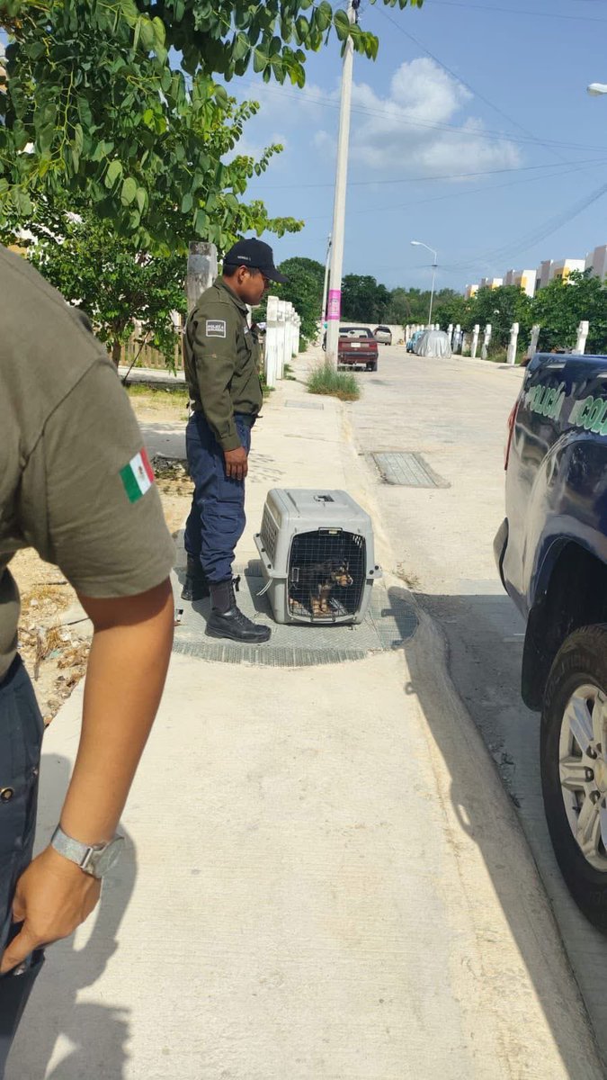 rompemid's tweet photo. CRUELDAD ANIMAL EN KANASÍN 

Un presunto caso de crueldad animal movilizó a la Policías municipales luego de que un reportealertara sobre un cachorro que deambulaba con el hocico inmovilizado mediante una venda y dos ligas elásticas en la colonia Alameda.
https://t.co/RRm1SVb5Rv https://t.co/iub01xe6qj
