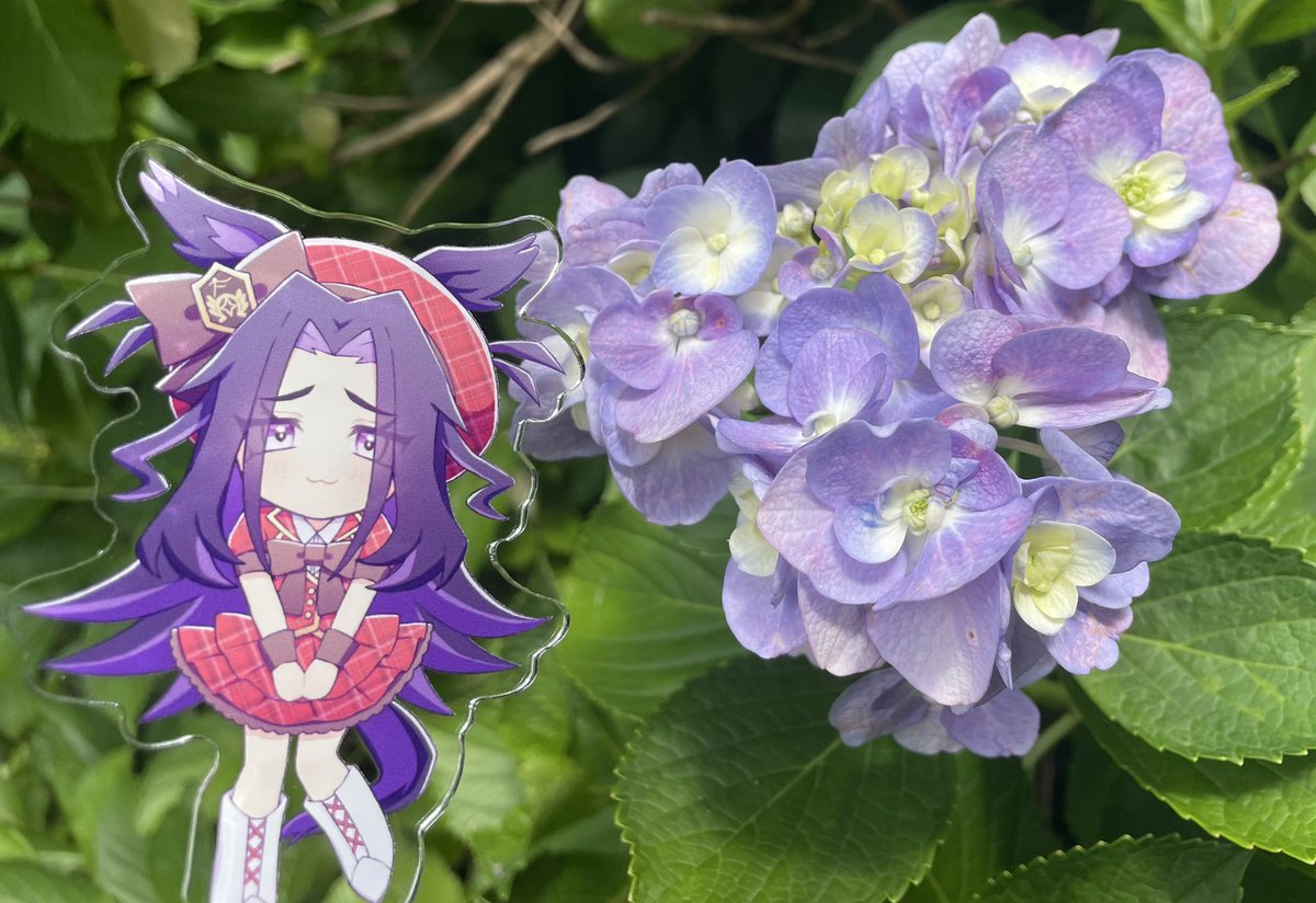 cokuto_uma_02's tweet photo. メノ、紫陽花だよ https://t.co/RRBeHA9Opf