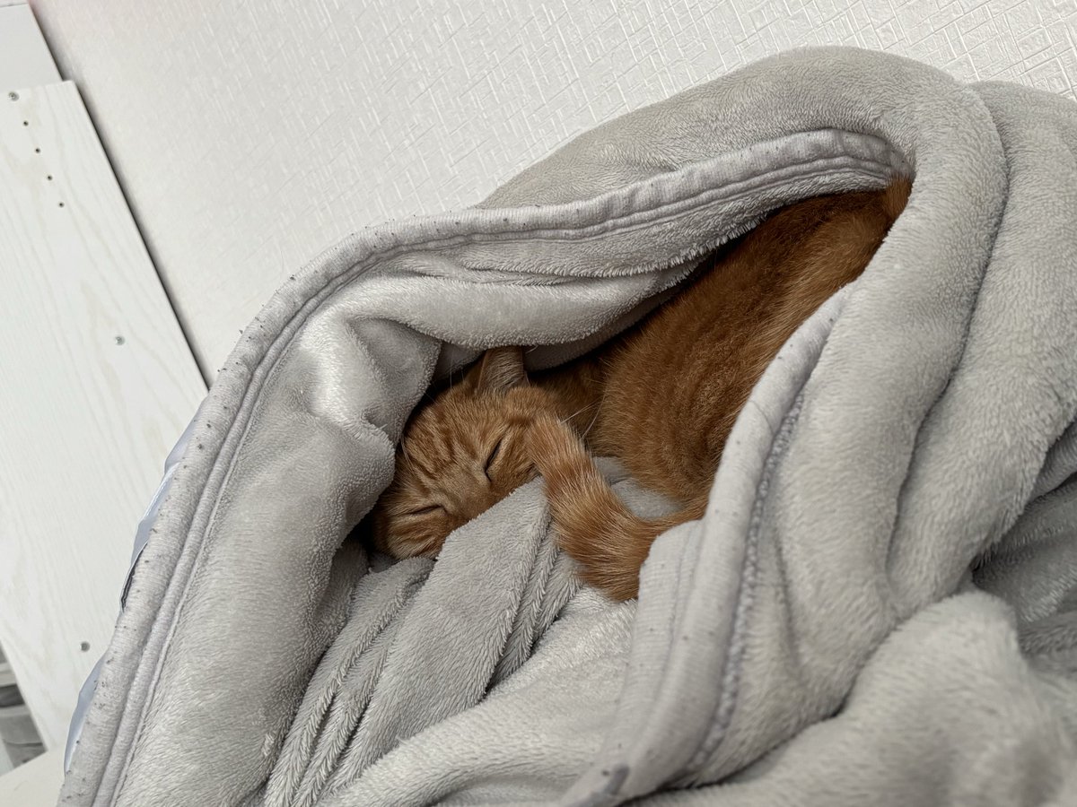 SALMON_BOKO's tweet photo. 最近毛布を整えて潜りがちなわらび
めんこぱやぱや甘えん坊口臭激ヤバ猫だねぇ https://t.co/BnlCLBR6Vg