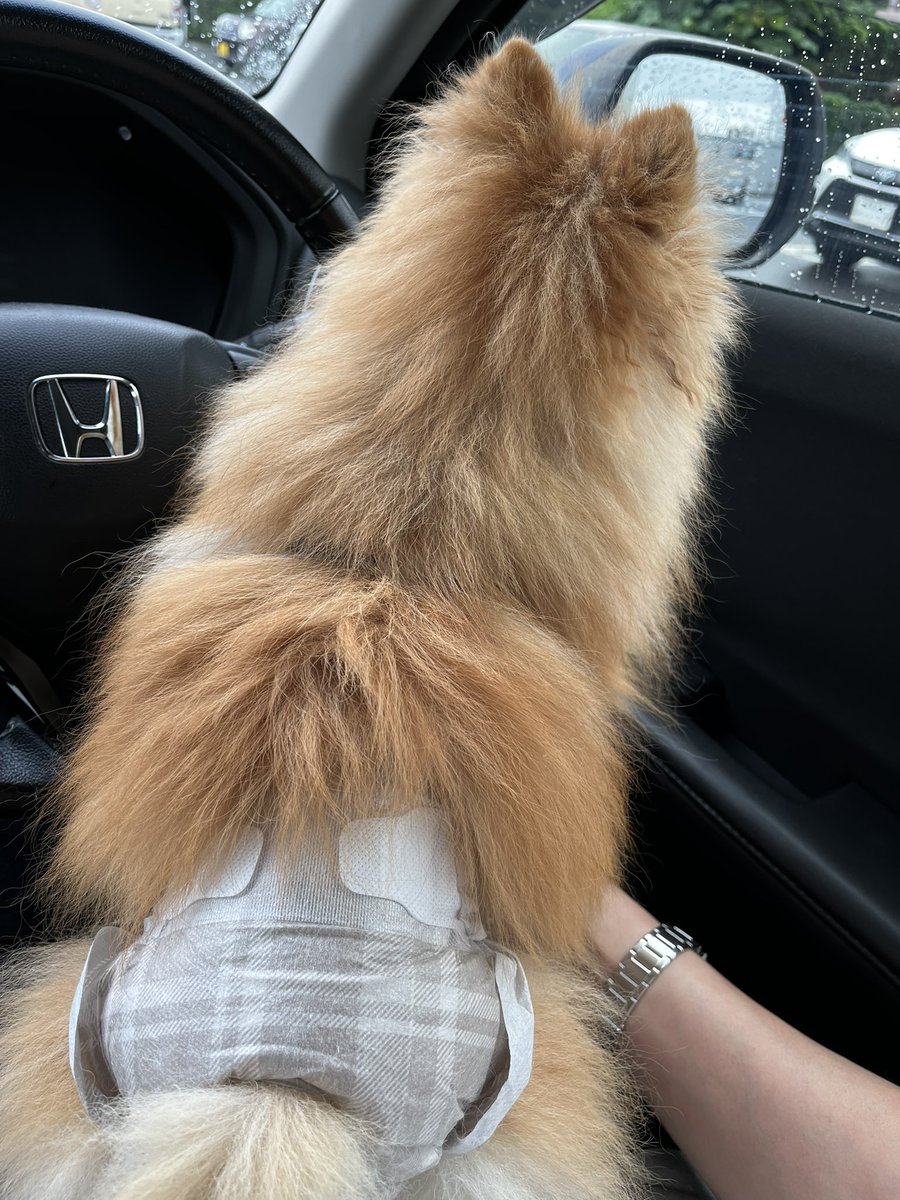 wemppam's tweet photo. かーちゃん買い物中。

必死にかーちゃん探すおはなさん😊 https://t.co/GzQVHExnLM