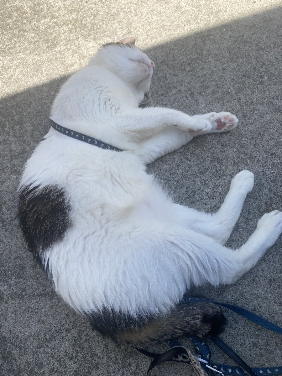 RIKA53247404's tweet photo. おはようございます。

朝のにゃん歩🐾サイコーはくにゃん🐱気持ちよくてとろけてます。。

〆のパフェサイコー🍨

#猫のいる暮らし　#散歩猫　#保護猫

#こてんぐ　#エスプレッソ～なチョコバナナぱふぇ https://t.co/84fSau3G5R