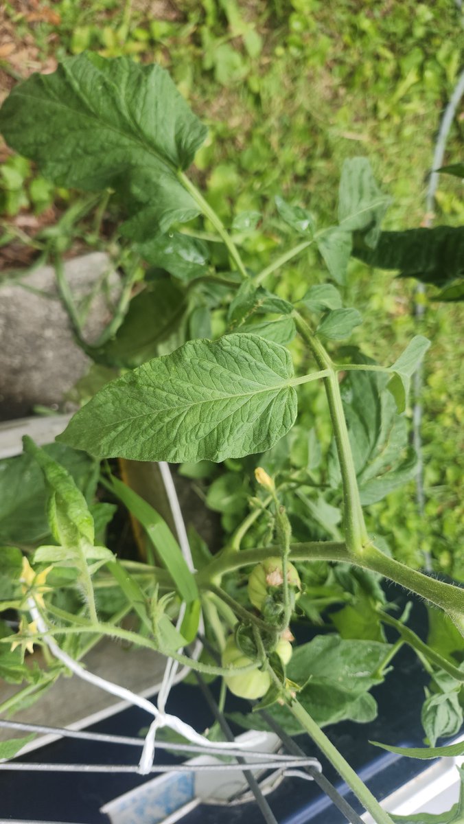 thephononaut's tweet photo. Ever since my parents died my brothers and i have taken over growing these heirloom tomtoes that supposedly came over from Italy with our great grandfather - anyone recognize this specific variety? https://t.co/WvxTau4a84