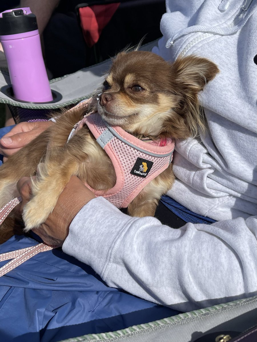 FoxDenCompanion's tweet photo. Tess Tess enjoying the sunshine at our son’s baseball game. ☀️⚾️

She loves coming along wherever we go, as long as there’s a warm lap to curl up in. https://t.co/f7xJP3YYOW