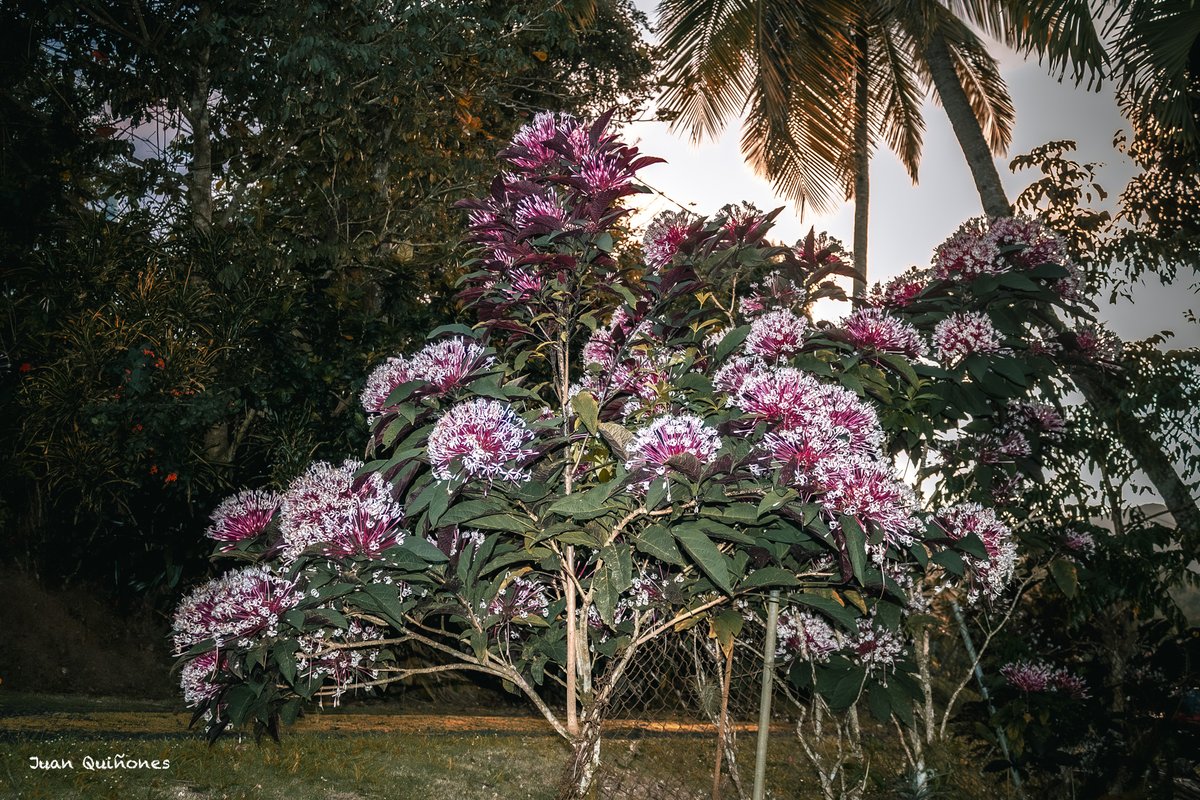 PhotosbyJuanca's tweet photo. Burst of color..
#NaturePhotography #FlowerPhotography #BotanicalPhotography #Photography #NatureLovers #GardenPhotography #CapturedThoughts #SimpleMoments #ExploreNature #PlantPhotography #PhotoOfTheDay #OutdoorPhotography #ColorInNature #PhotographyLovers https://t.co/1ZdAuZuVun