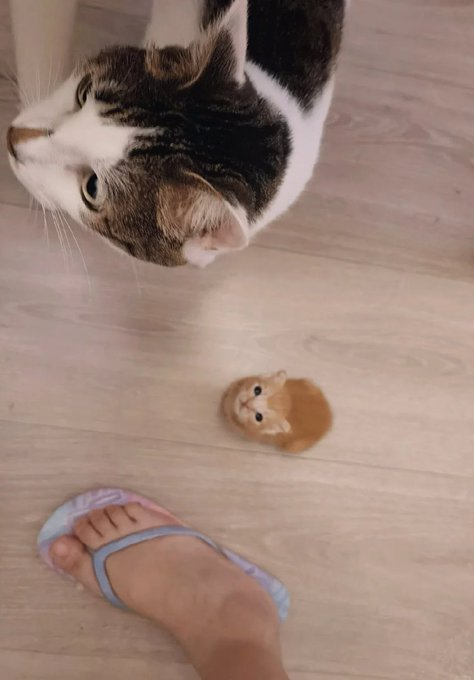 CatsFriends tweet media