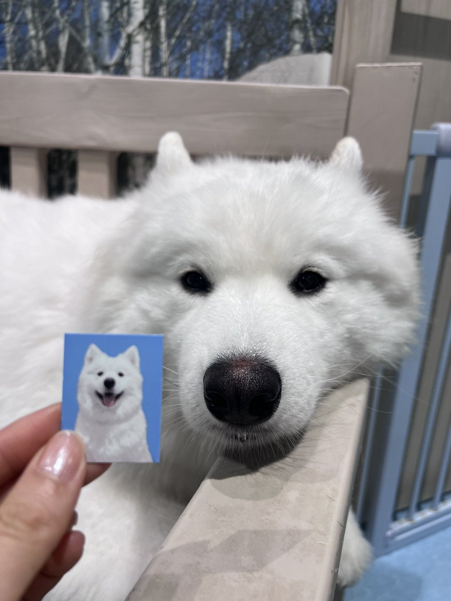 shirfnt's tweet photo. 1st timeサモエドカフェ🐶
超可愛いいいい🩷!!!!!!
昨日ぽあくんとココアくんいた!
本当に可愛すぎ..😫😫❤️
ps あおばくんは先輩にとして支店へ転勤:)
ps2 店員さんも優しすぎ、楽しかった🥹
#WOLFHOWLHAMONY
#WHH_ココニイル #WHH_PLEASE
#WHH https://t.co/uuKzehKR5y