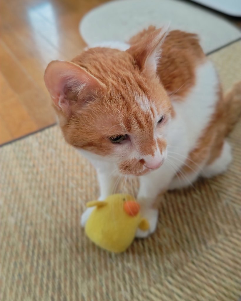 meechan50's tweet photo. ひよこ先生をちょいと転がしたところ。

#赤ちゃんのころから仲よし
#ねこのいる暮らし
#ねこのいる幸せ https://t.co/6oJFsJvX7n