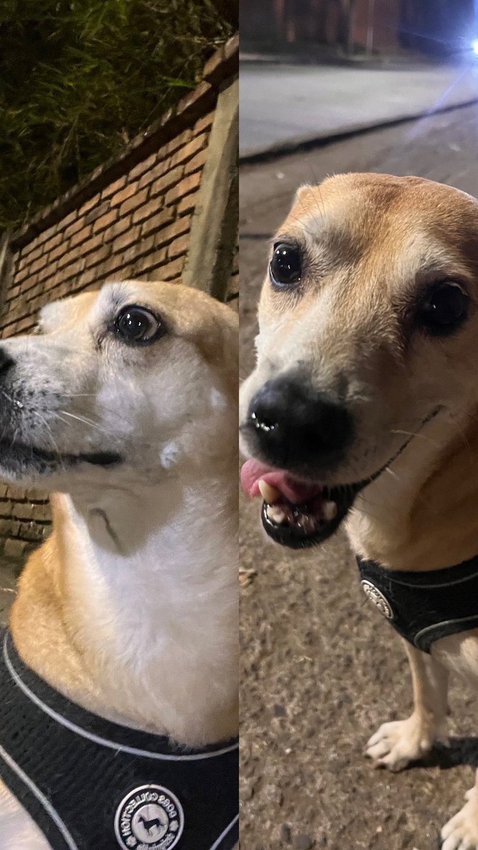 caronunez4's tweet photo. @EnterateCali perrito encontrado barrio Bella Vista por la subida a Cristo Rey , conjunto Torres de Altair , se buscan sus dueños , cualquier info 3165064671 https://t.co/8CuG83cf06