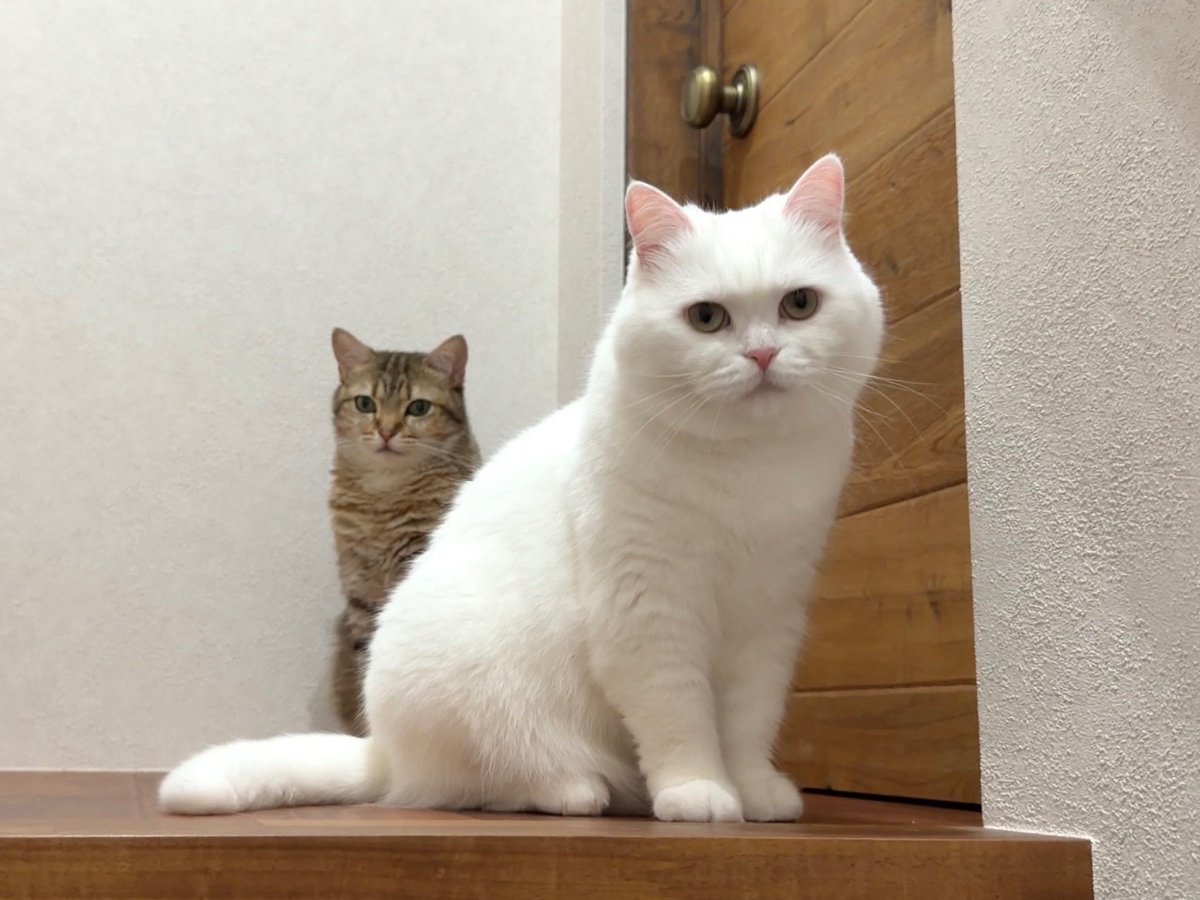 ポムさんページ ポムさんとしまちゃん (@pomusan_cat) / Posts / X