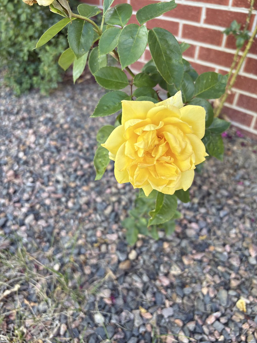 CabanaBear's tweet photo. Good omens abound for Bearracuda tonight! Drew’s🌹bud is in full bloom 😂! #cabanabear #rosebud #bearracuda #denverpride #omens https://t.co/orWIPRe5EV