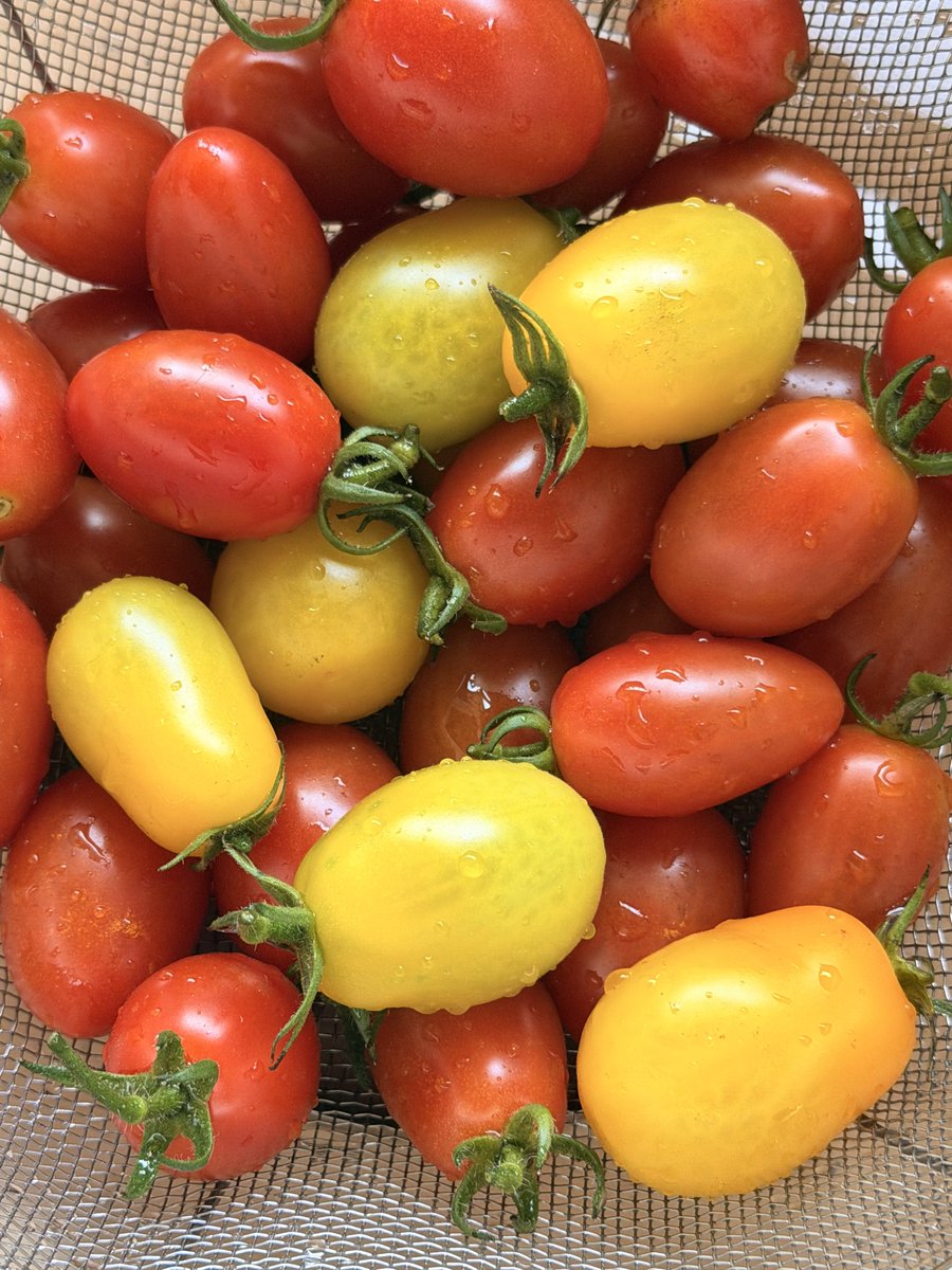 dousitu's tweet photo. ミニトマトも順調です(赤黄 https://t.co/ICrPG4CTSA