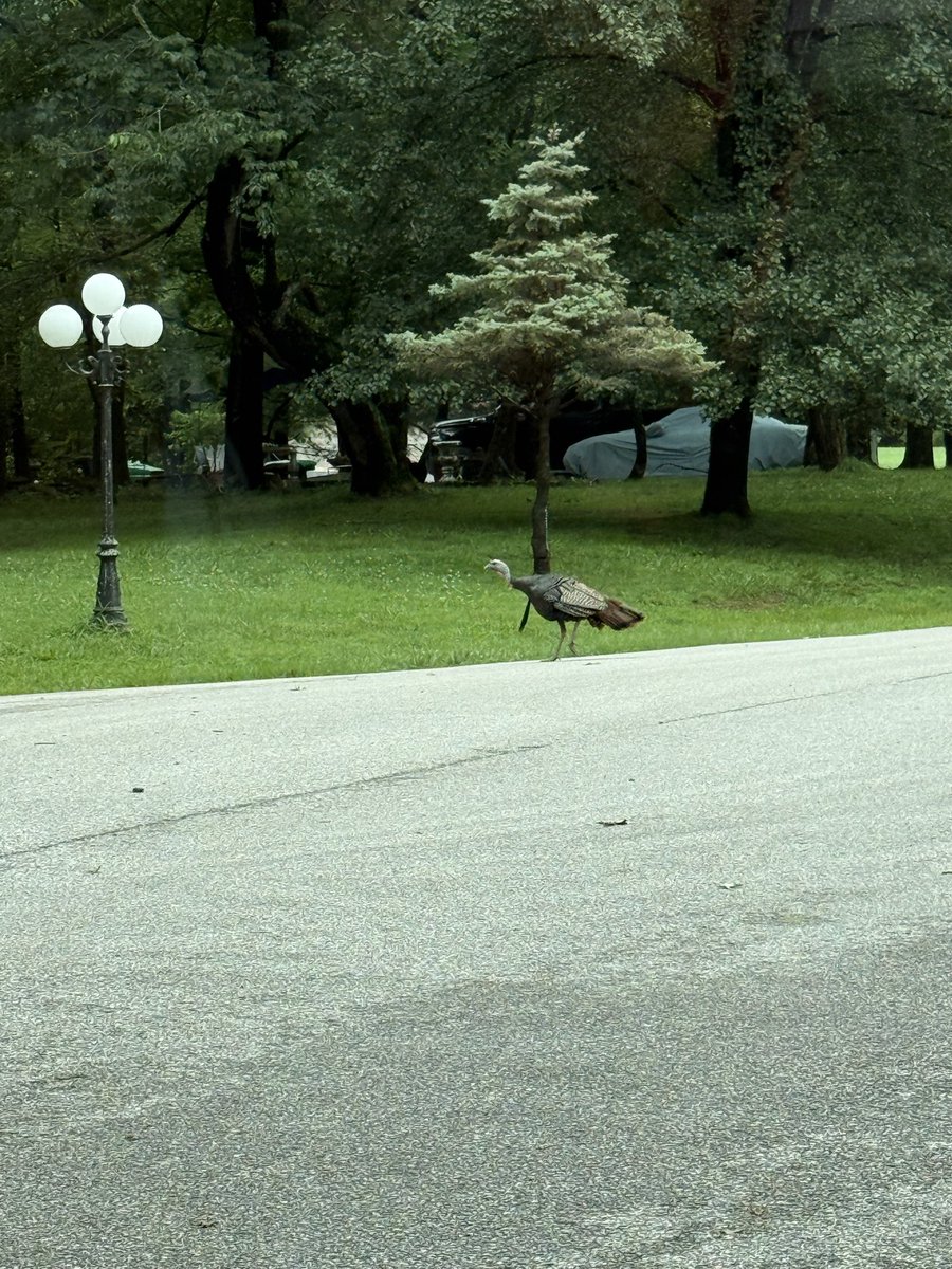 unolegendnoah's tweet photo. @ZaslowShow you know bout them wild turkeys? https://t.co/uVmh59PE7t