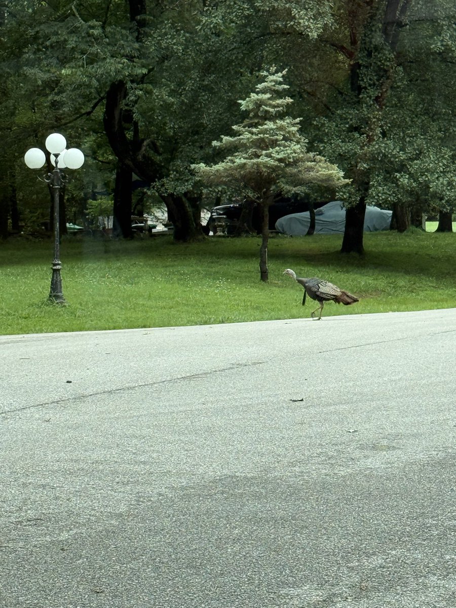 unolegendnoah's tweet photo. @ZaslowShow you know bout them wild turkeys? https://t.co/uVmh59PE7t