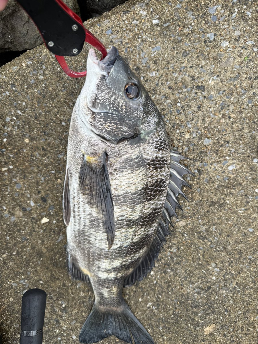 abssakura's tweet photo. 今日も旧江戸川朝活へ。
下げで濁りが入ってきてからはボーナスタイムでした。
旧江戸は100均バイブレーションとウェーバーだけでなとかなる…！ https://t.co/ysXB90q4Hm