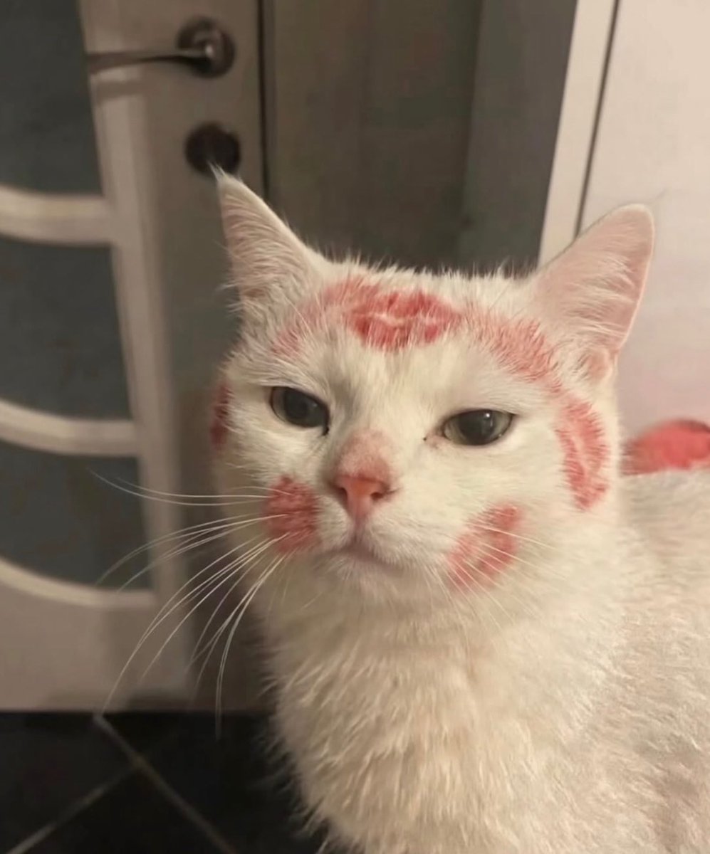 BestOfMeow's tweet photo. https://t.co/QnL5Z3x7JX