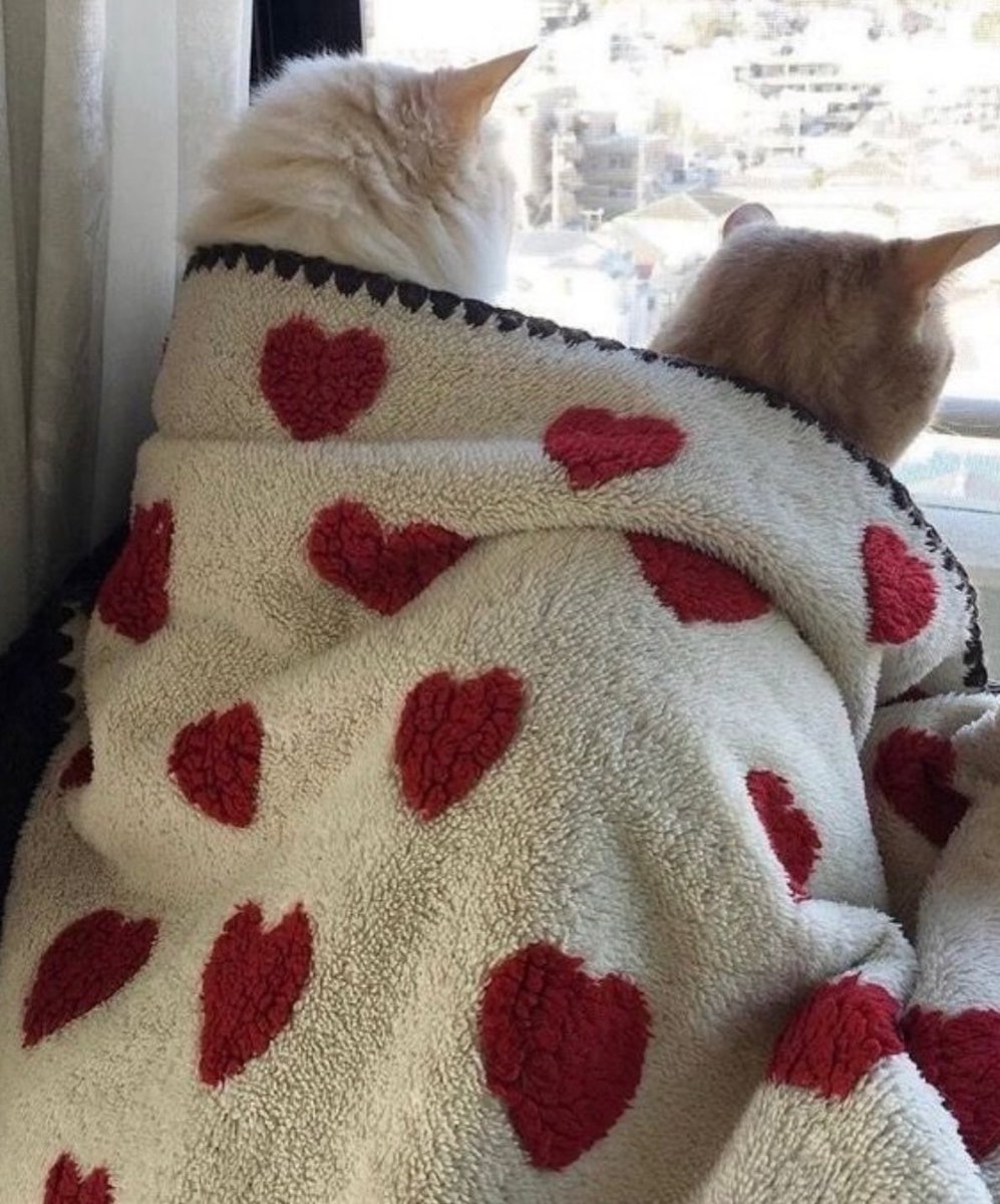 BestOfMeow's tweet photo. https://t.co/Kb83PE6iql