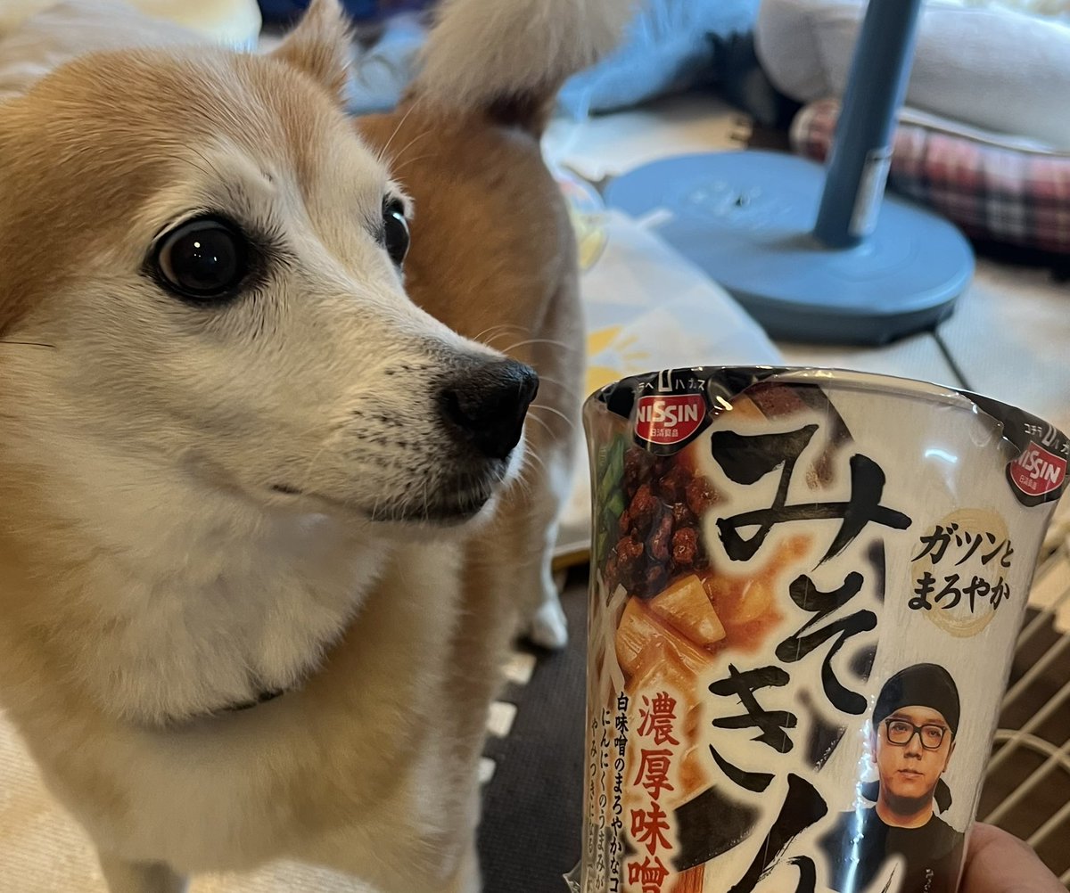 Sixx_Nine's tweet photo. Σ🐕<み、みそきん！ https://t.co/ZuRrLC1yBi