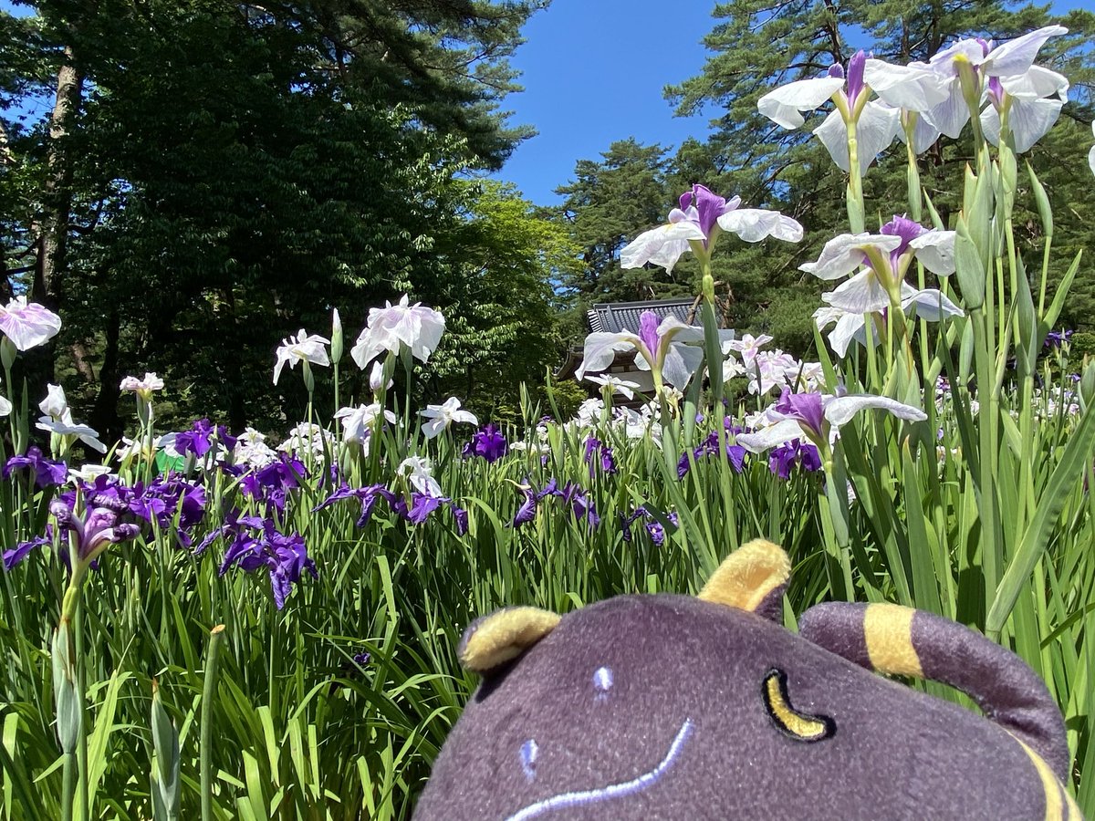 KK_1840's tweet photo. 毛越寺に行ってきました。なんといっても景色が素晴らしいです。お池や菖蒲畑の美しいこと…。

天気が良くて日差しが強かったですが風が通って涼しかったです☀️

🐈‍⬛「ｵｻﾝﾎﾟｼﾃﾃｷﾓﾁｴｴﾅｧ~」

 #217find
 #ばすてとさんぽ https://t.co/YglKA4TBrX