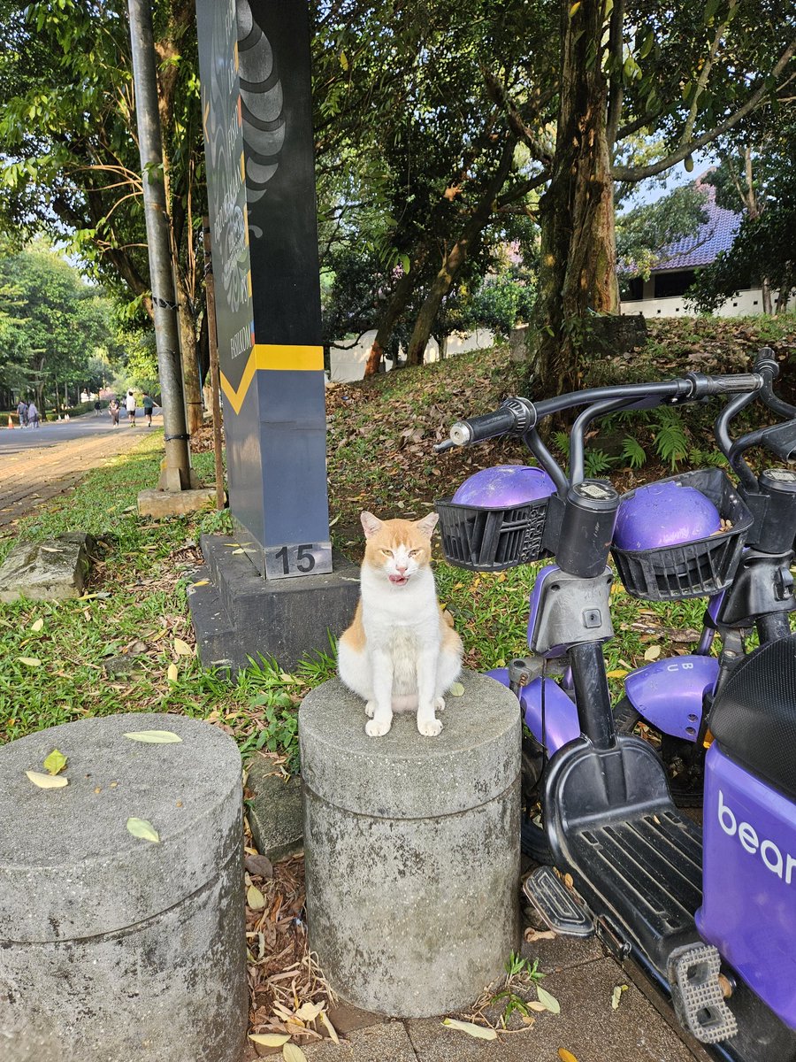 lemongraziee's tweet photo. Pagii ini menyapa BAGOL (nama dia!!!) CIKUNG UI, ternyata blio lagi jaga motor listrik hihihiiii udah ga LEMESSS 🤩🤩🤩

ditemenin sama bestiee oyen lainnya!!!

📍FIB UI, Depok https://t.co/VO4Ob1lK8I