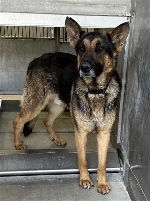 LilaFlw's tweet photo. Retreats to back of kennel so they wanna kill him. He prob senses/smells the Death all around him@ DEADLIEST KillShelter in all of Cali..

ToBeKilled TODAY since Hrs Ago (still alive cuz listing still up but URGENT AF!)

🆘
ADOPT (🇺🇸/🇨🇦)
or
FOSTER (no$)

Reply here if u can help. https://t.co/kz16uO5Q3B