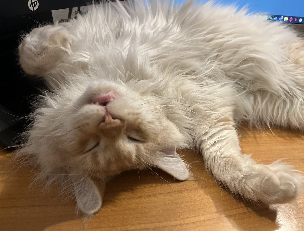 aHumanBeinghehe's tweet photo. @birdsprivv also cody updates, beast keeps on slowly growing but still has an adorable baby face😭 https://t.co/KKPkMywapw