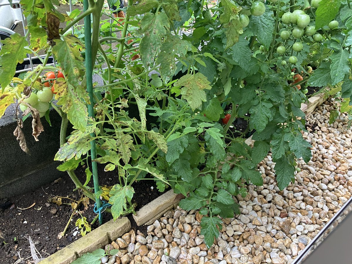 tsubo_gar's tweet photo. ミニトマト🍅12個収穫

最近天気が悪く、実は成るも中々赤くなりませんでしたが、ようやく初収穫出来ました👏🏻
＃家庭菜園
# 坪庭 https://t.co/CMXNNrnmJB