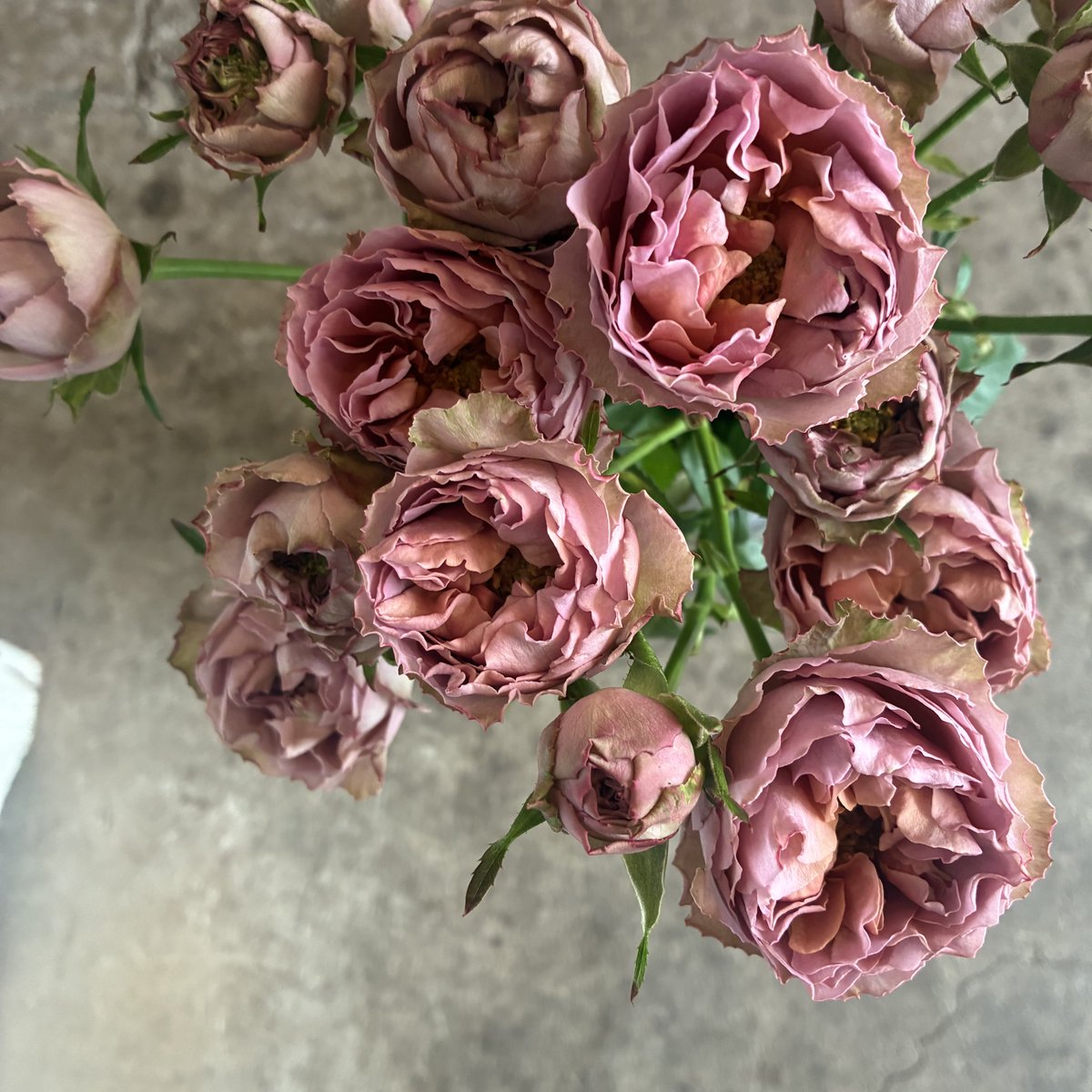 dicipeu's tweet photo. 毎日ひと花＊スプレー薔薇『ブルームスラプラージュ』 https://t.co/x9xaTYiHoj