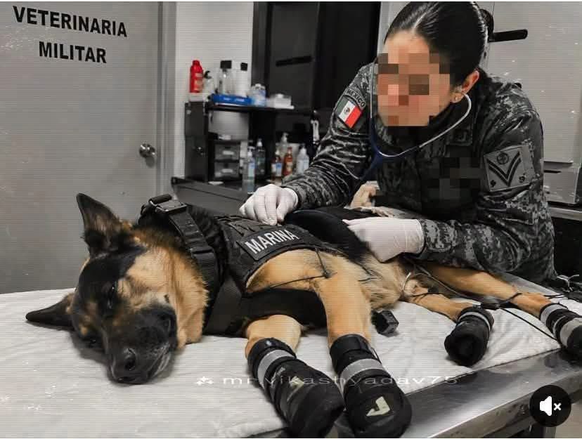 VigiaCiudadano7's tweet photo. En su heroica labor en Venezuela, Max, un valiente rescatista de cuatro patas, sufrió una lesión al caer mientras trabajaba entre los escombros y terrenos inestables que dejaron los recientes sismos. 🐾🇲🇽🇻🇪

Durante su misión humanitaria junto a su guía y entrenador Fénix, Max demostró una vez más su extraordinario compromiso con la vida. Gracias a su incansable esfuerzo, logró localizar y rescatar a 7 personas, entre ellas 2 niños, además de 3 perritos atrapados entre los restos de las estructuras colapsadas. ❤️

Ante la lesión sufrida, Fénix tomó la decisión de regresar con él a México para priorizar su recuperación y bienestar. Actualmente, Max recibe atención y cuidados especializados mientras descansa en un entorno seguro.

Hoy reconocemos y agradecemos el enorme valor de este héroe de cuatro patas, que entregó su fuerza, su corazón y su instinto al servicio de quienes más lo necesitaban. 
¡Gracias, Max! 
Tu nobleza deja huella en México y en Venezuela. 🐾❤️👏🇲🇽🇻🇪