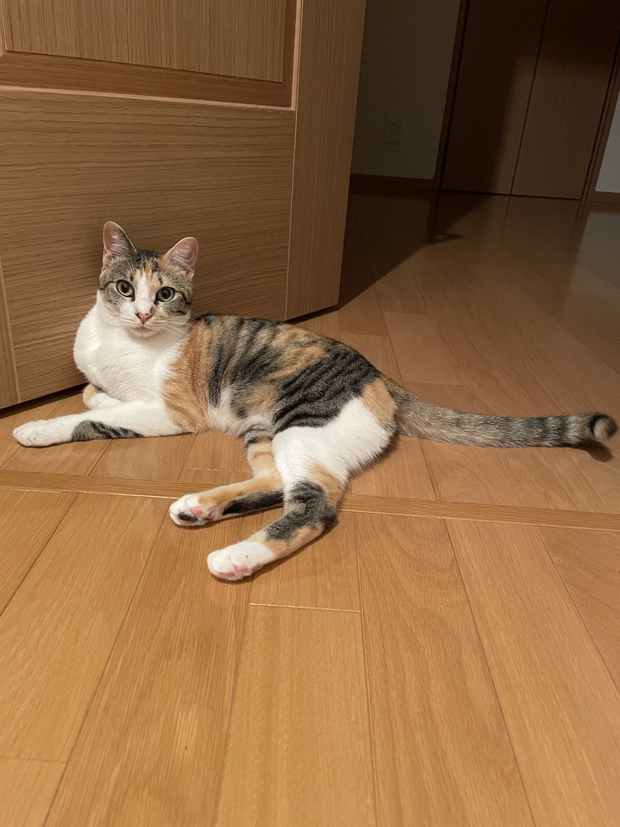LiLiHitomi's tweet photo. ちるを保護して1年がたちました
ガリガリで耳ダニあって病院通い😭
先住猫はストレスでコクシジウムにかかり、耳の毛が脱毛、あごにニキビもでき、食欲不振と下痢…もう大変な1年でした😢
でもちゃんと仲良く過ごせるようになり
可愛い女の子に成長しました🥰
これからもよろしくね💕︎🙏 https://t.co/Q4s3bbaTAu