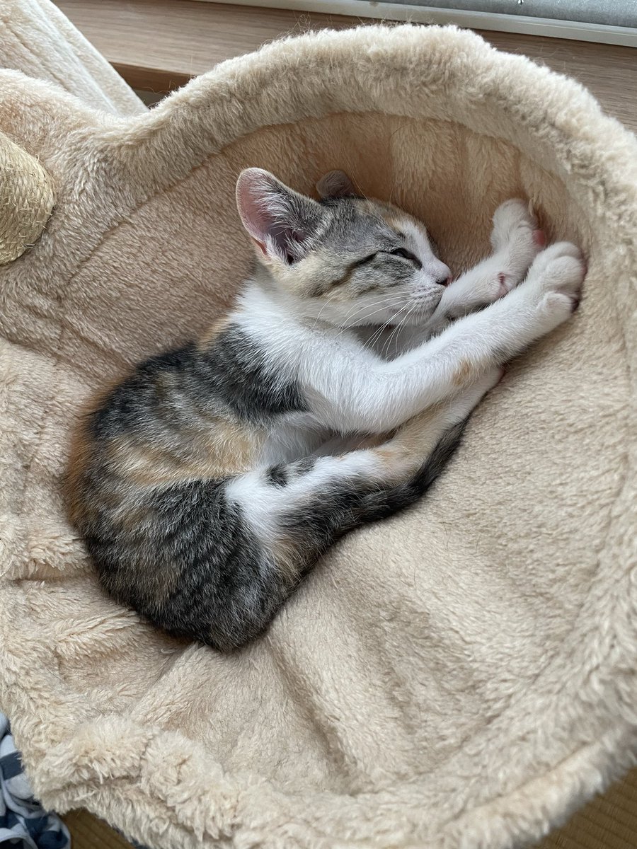 LiLiHitomi's tweet photo. ちるを保護して1年がたちました
ガリガリで耳ダニあって病院通い😭
先住猫はストレスでコクシジウムにかかり、耳の毛が脱毛、あごにニキビもでき、食欲不振と下痢…もう大変な1年でした😢
でもちゃんと仲良く過ごせるようになり
可愛い女の子に成長しました🥰
これからもよろしくね💕︎🙏 https://t.co/Q4s3bbaTAu