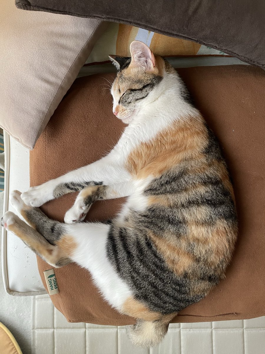 LiLiHitomi's tweet photo. ちるを保護して1年がたちました
ガリガリで耳ダニあって病院通い😭
先住猫はストレスでコクシジウムにかかり、耳の毛が脱毛、あごにニキビもでき、食欲不振と下痢…もう大変な1年でした😢
でもちゃんと仲良く過ごせるようになり
可愛い女の子に成長しました🥰
これからもよろしくね💕︎🙏 https://t.co/Q4s3bbaTAu