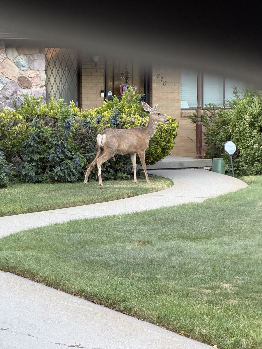 MagazineMa37006's tweet photo. Distributing our first issue along the Wasatch Front brings unmatchable views and friendly wildlife. What a place to call home. ❤️🦌⛰️ https://t.co/2xPPo4Xgo0