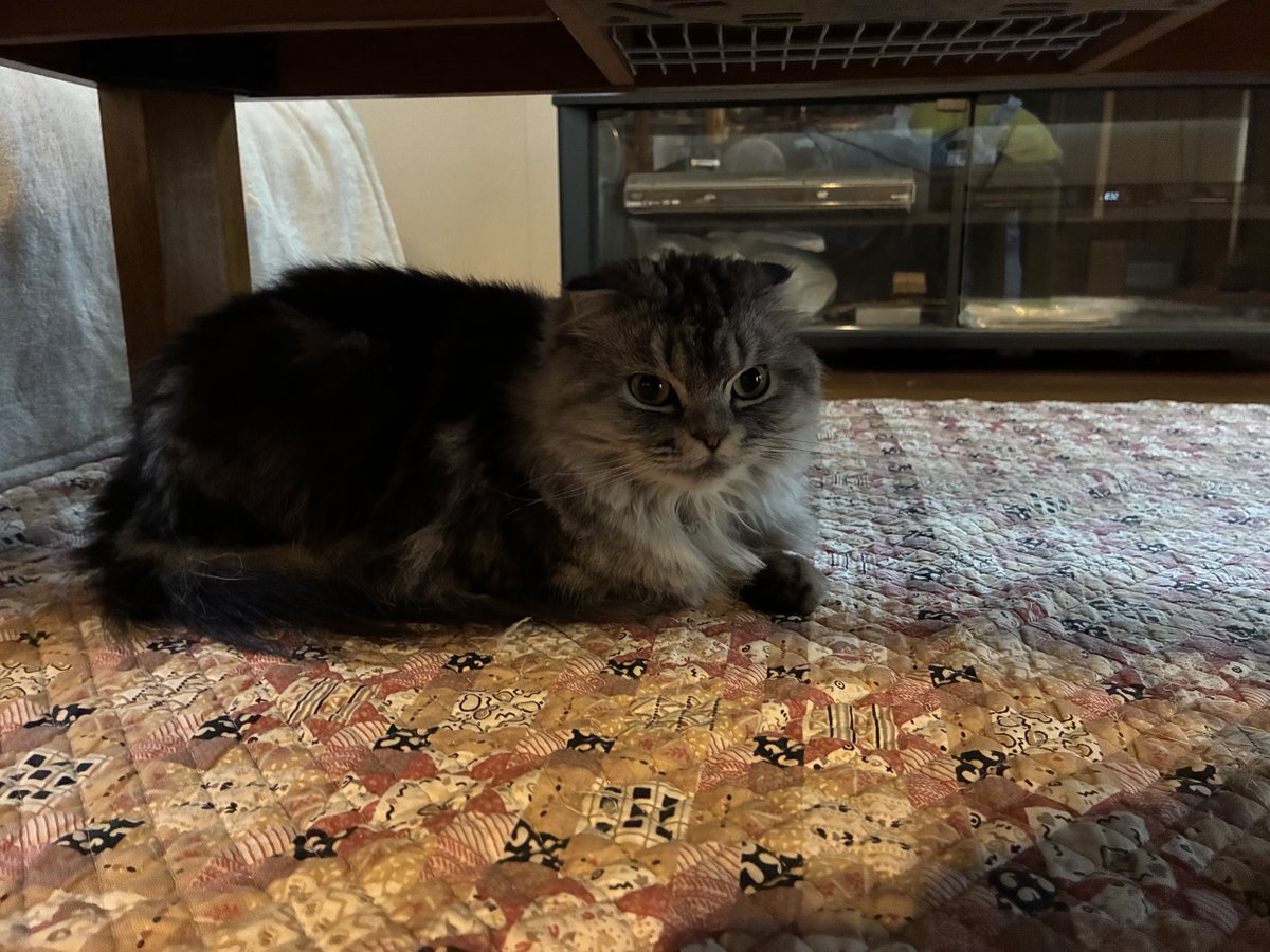 azamizm's tweet photo. 今日の猫 https://t.co/mQ97l5RI1n