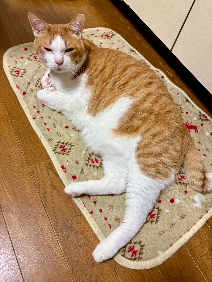 yopich_'s tweet photo. 「で？」って顔がうますぎる猫。 https://t.co/81u8diZV6E