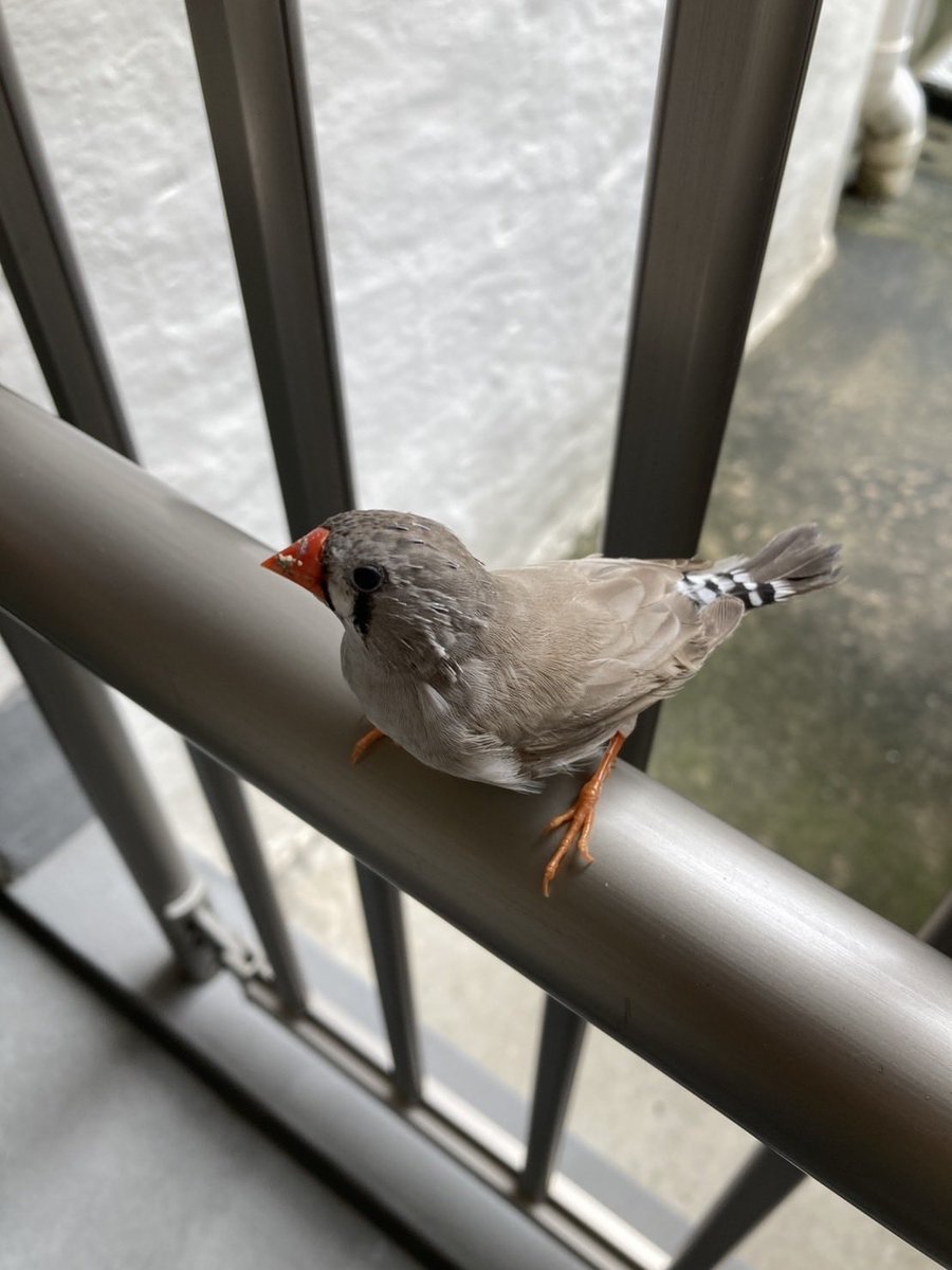 u7Njb56K9PGGbda's tweet photo. あまり上手く飛べないキンカチョウを保護しました。神戸市です。
誰かお心当たりないですか？
#キンカチョウ　#迷子　#迷子のキンカチョウ https://t.co/jtKiZsj5hf