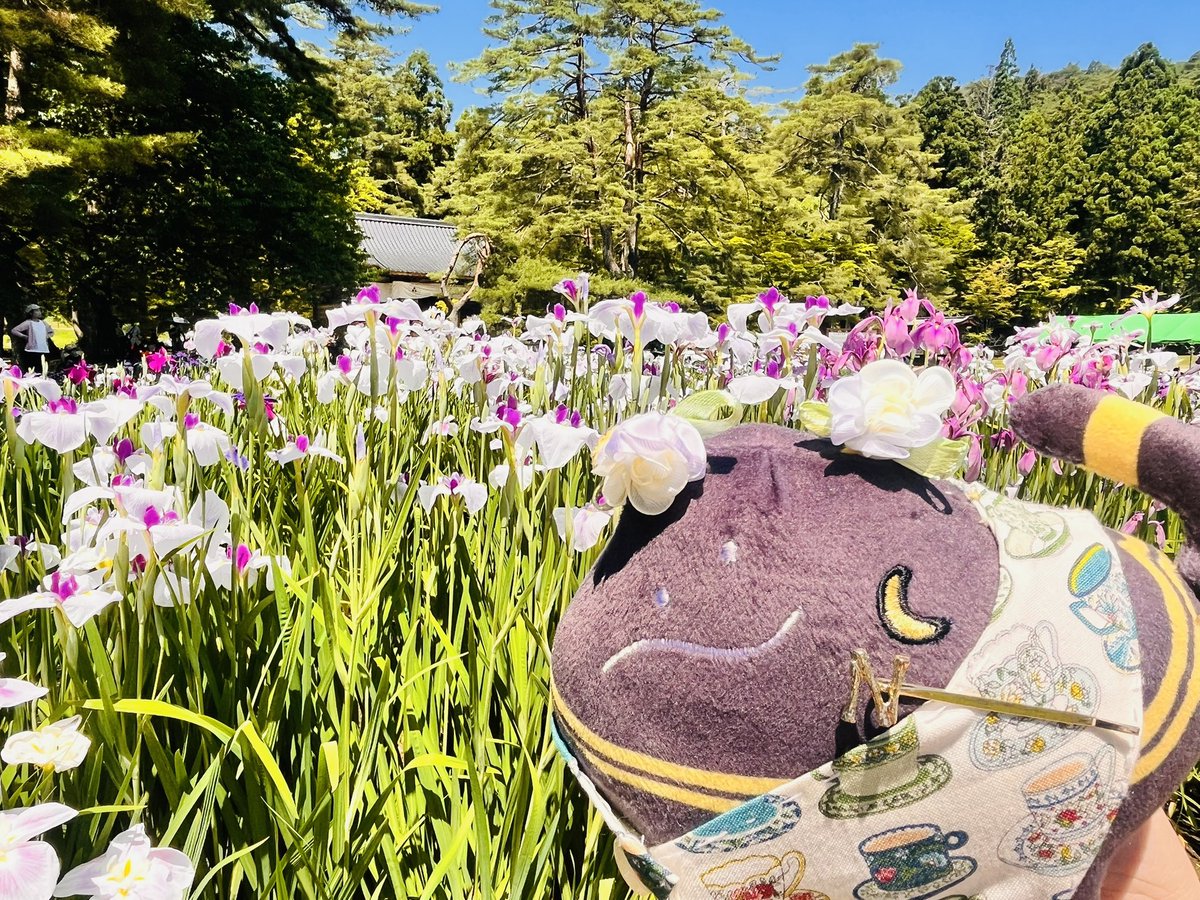 TKM06558103's tweet photo. 毛越寺のあやめが綺麗でした✨
 #217find 
 #ばすてとさんぽ https://t.co/tvP41qgnzl