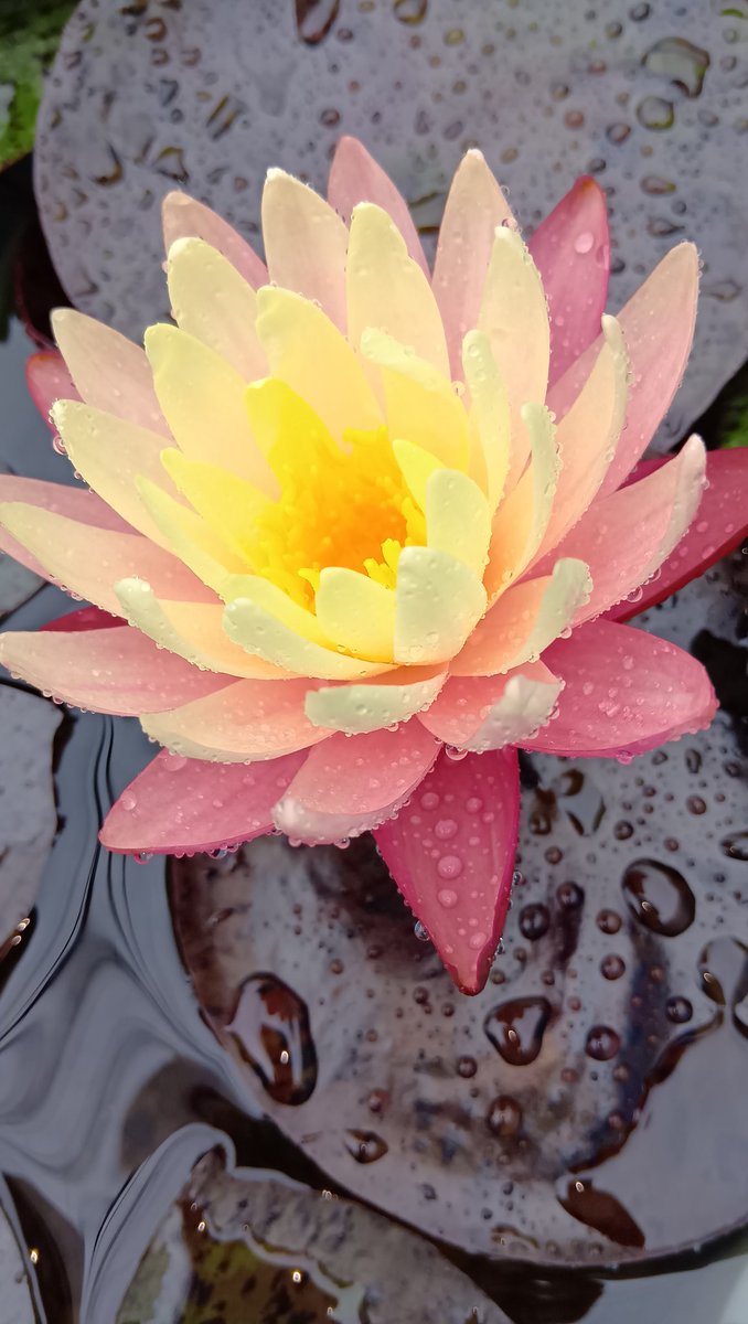 PEARLAI2's tweet photo. ＃睡蓮
＃梅空
梅雨空でちっとも晴れない気持ち
睡蓮の花でちょっとだけで��癒されてください。
早く青空が見たいですね🤔🤗 https://t.co/rFDa5M0WzY