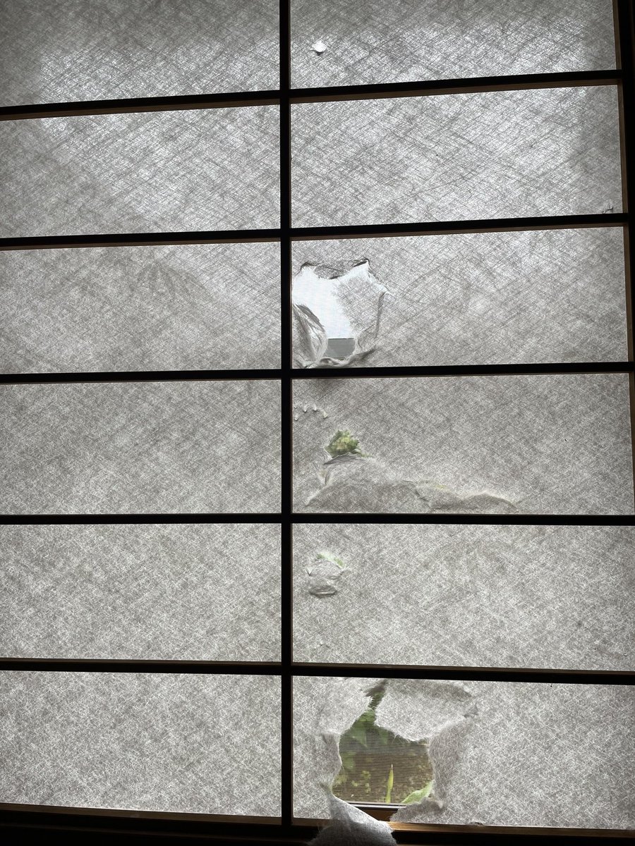 aikappu_'s tweet photo. 実家のネッコが障子破りの楽しさを知ってしまいました!!!!石原裕次郎みのあるニャルソック.... https://t.co/sWB5WMy96O