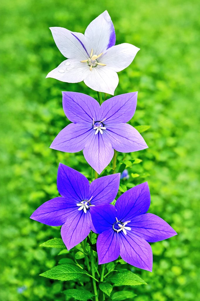 e9m16i's tweet photo. 良い日曜日をお過ごしください✨
2026/06/28 

#桔梗 #ききょう
#Platycodon
#PlatycodonGrandiflorus
#balloonflower
#花の写真
#花好きな人と繋がりたい
#TLを花でいっぱいにしよう https://t.co/5Z8GP9I7W9